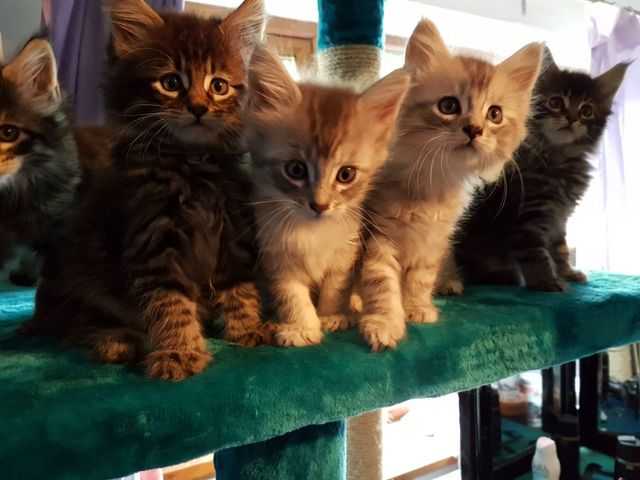 Maine Coon Kittens FOR SALE ADOPTION from Los Angeles California ...