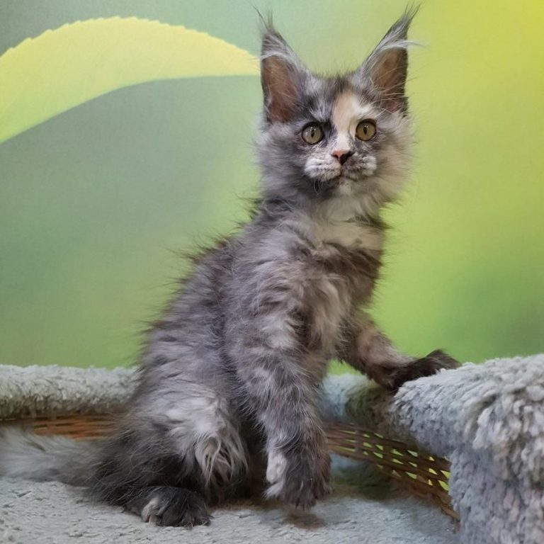Maine Coon Kittens For Sale Savannah Ga  Park Art