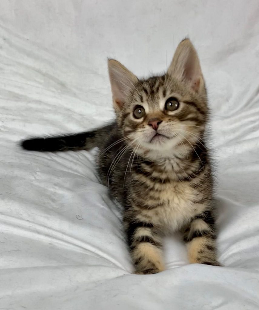 Maine Coon Kittens For sale Washington