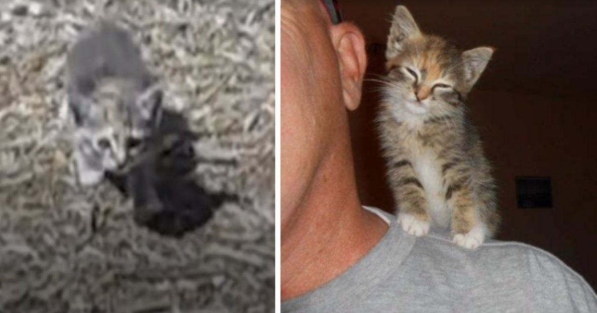Man finds scared, abandoned kitten at a playground ...
