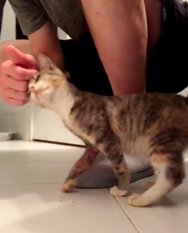Man Saves Kitten with Wounded Leg, the Kitty Clings to Him and Won