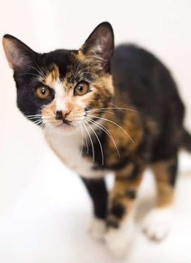 Meet Sherman, a Very Rare Male Calico Kitten