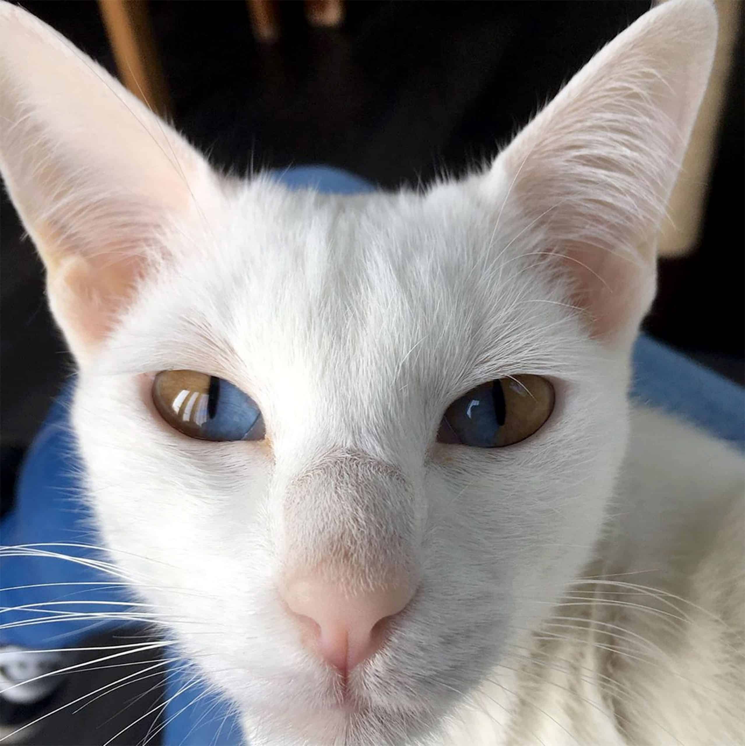 Meet This Stunning White Cat With Rare Genetic Condition That Has ...