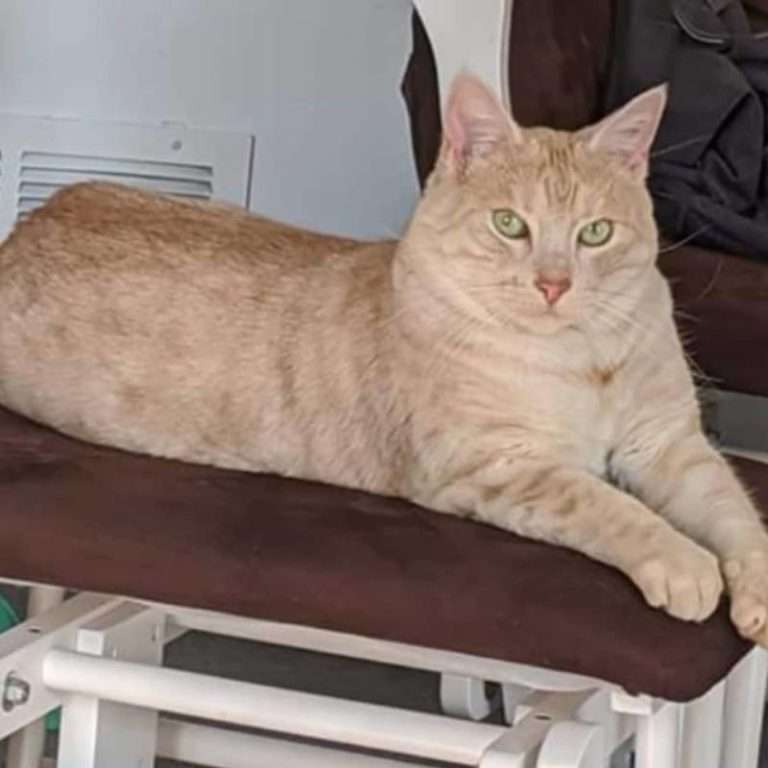 Missing cat in Wallaceburg