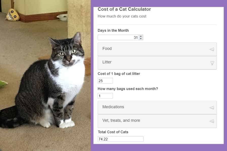 Monthly Cost of Owning a Cat (With Calculator)