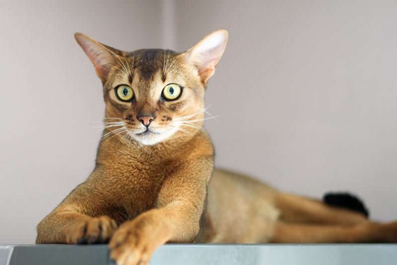 Most Common Domestic Cat Breeds You Can Adopt Right Now