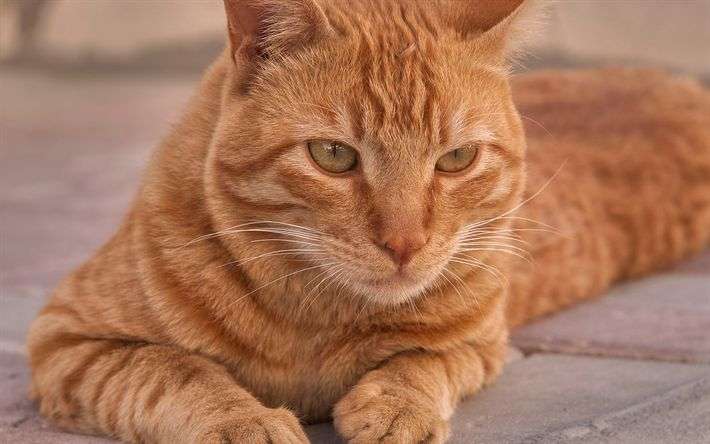 Most Popular Orange Cat Breeds ( 9 Orange Cats )