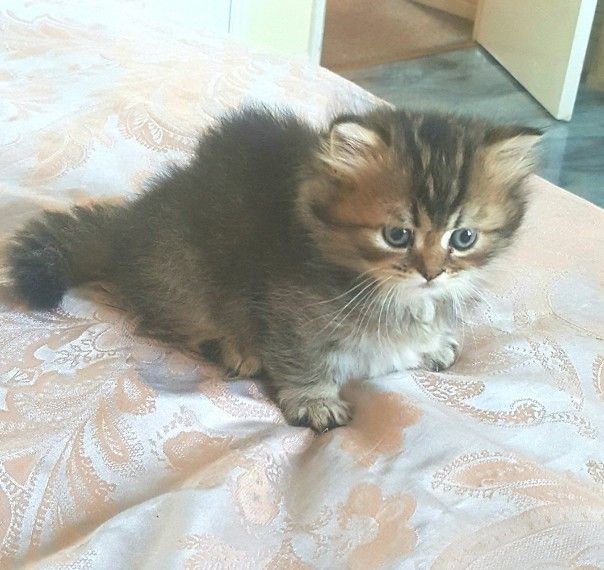 Munchkin Cats For Sale