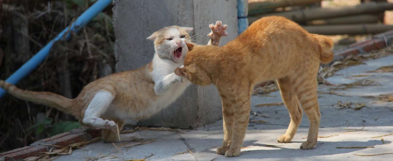 MUST READ!: The Real Reason Why Do Cats Fight: How to Stop ...