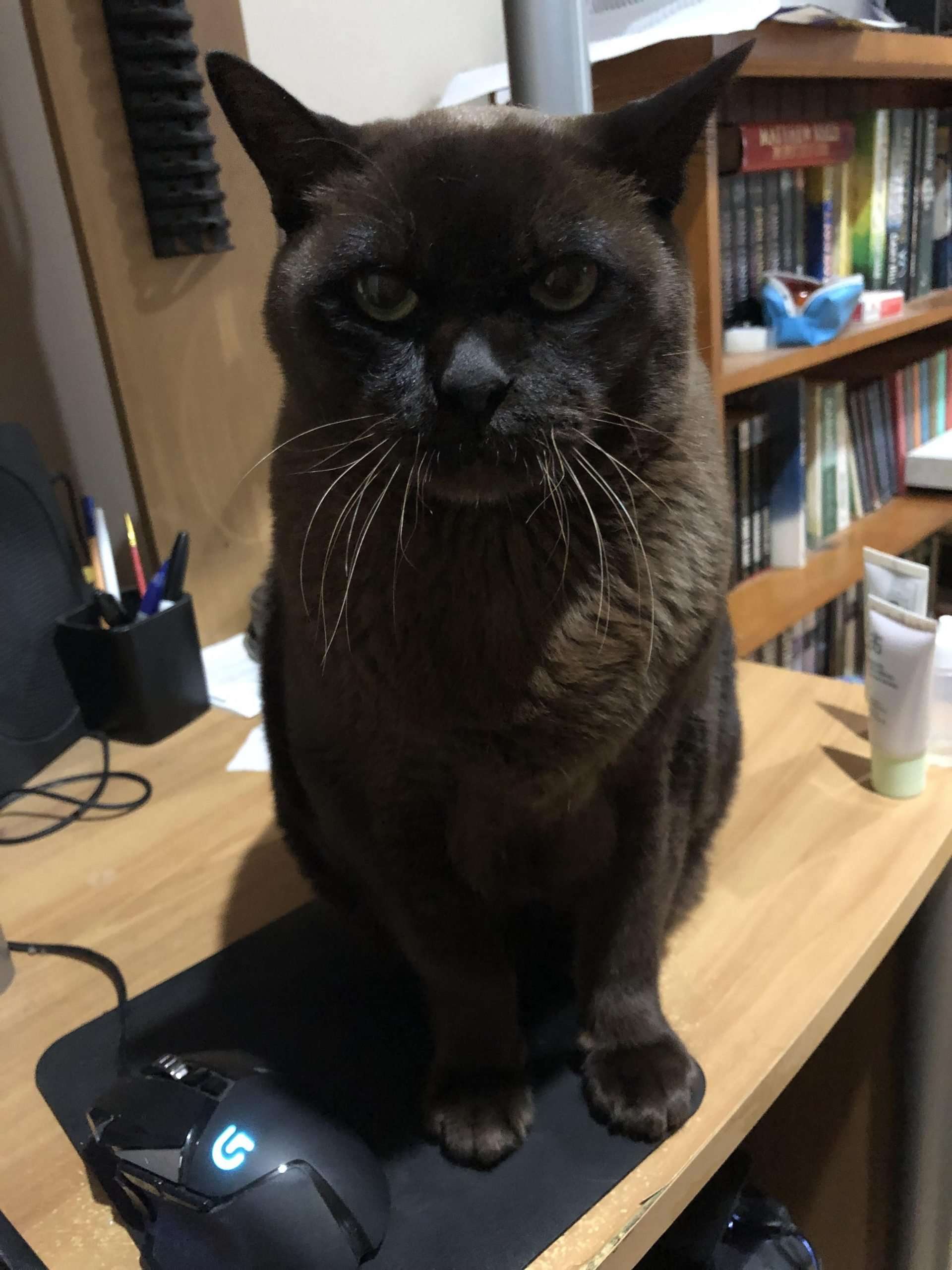 My 14 year old gentlecat