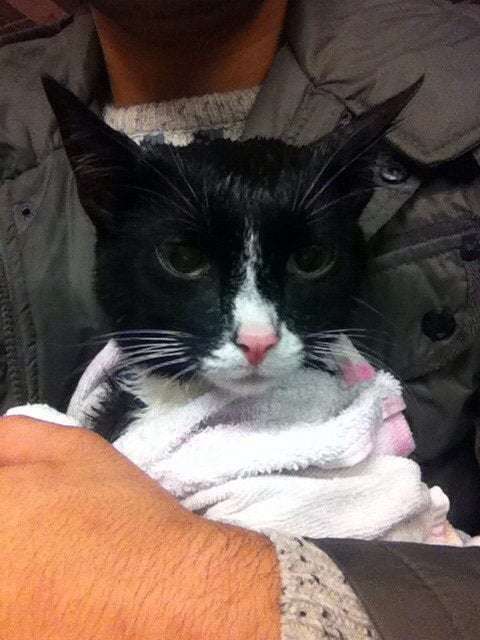 My cat always looks depressed after i gave him a bath : aww