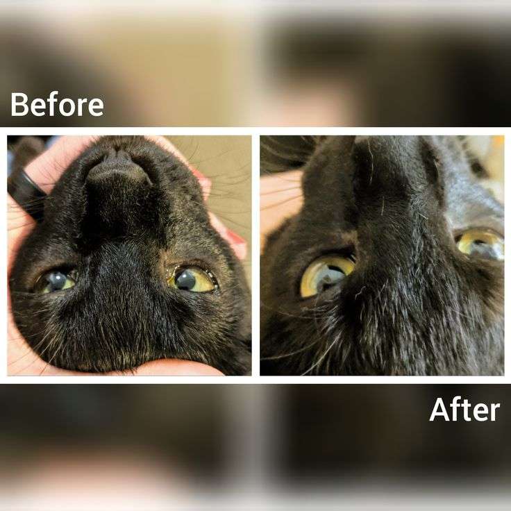 My cat CONSTANTLY has goop in his eyes. We clean it twice ...