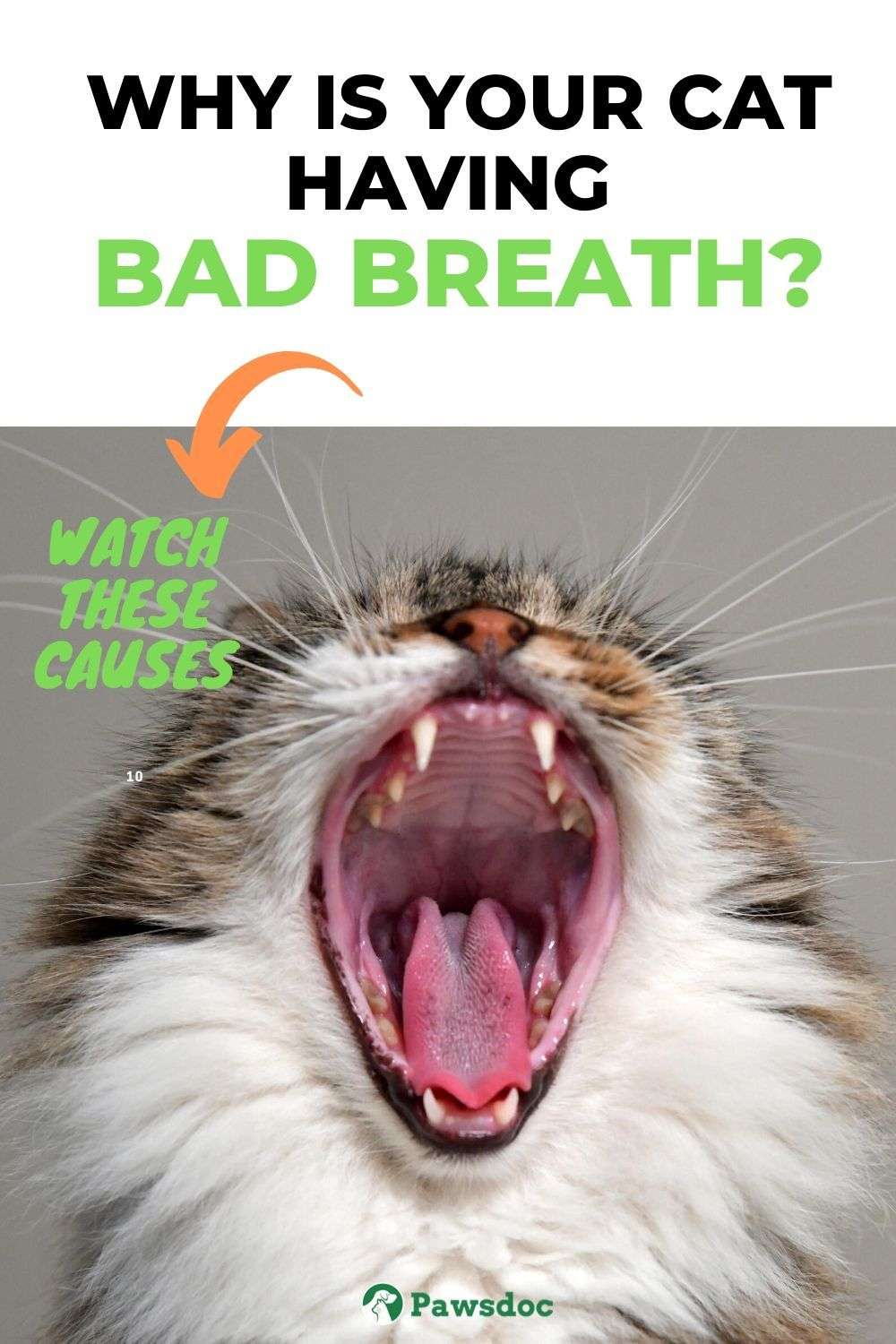 My Cat Has Bad Breath I Common Causes And Remedies
