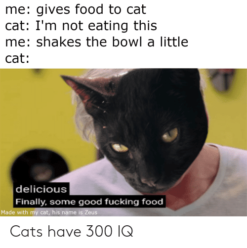 My Cat Is Not Eating