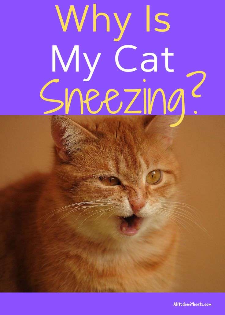 My Cat Keeps Sneezing:Should I be Worried? Discover Why ...