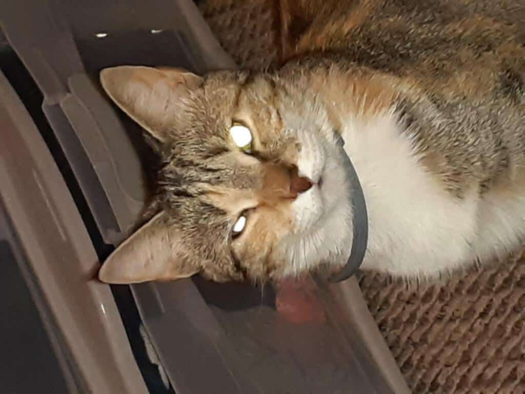 My cat Mocha is squinting her right eye and it seems to have some ...
