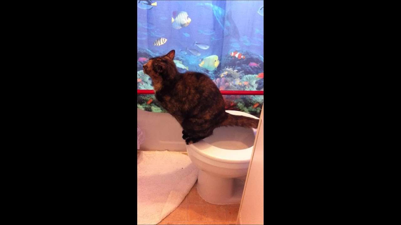 my cat pooping on toilet