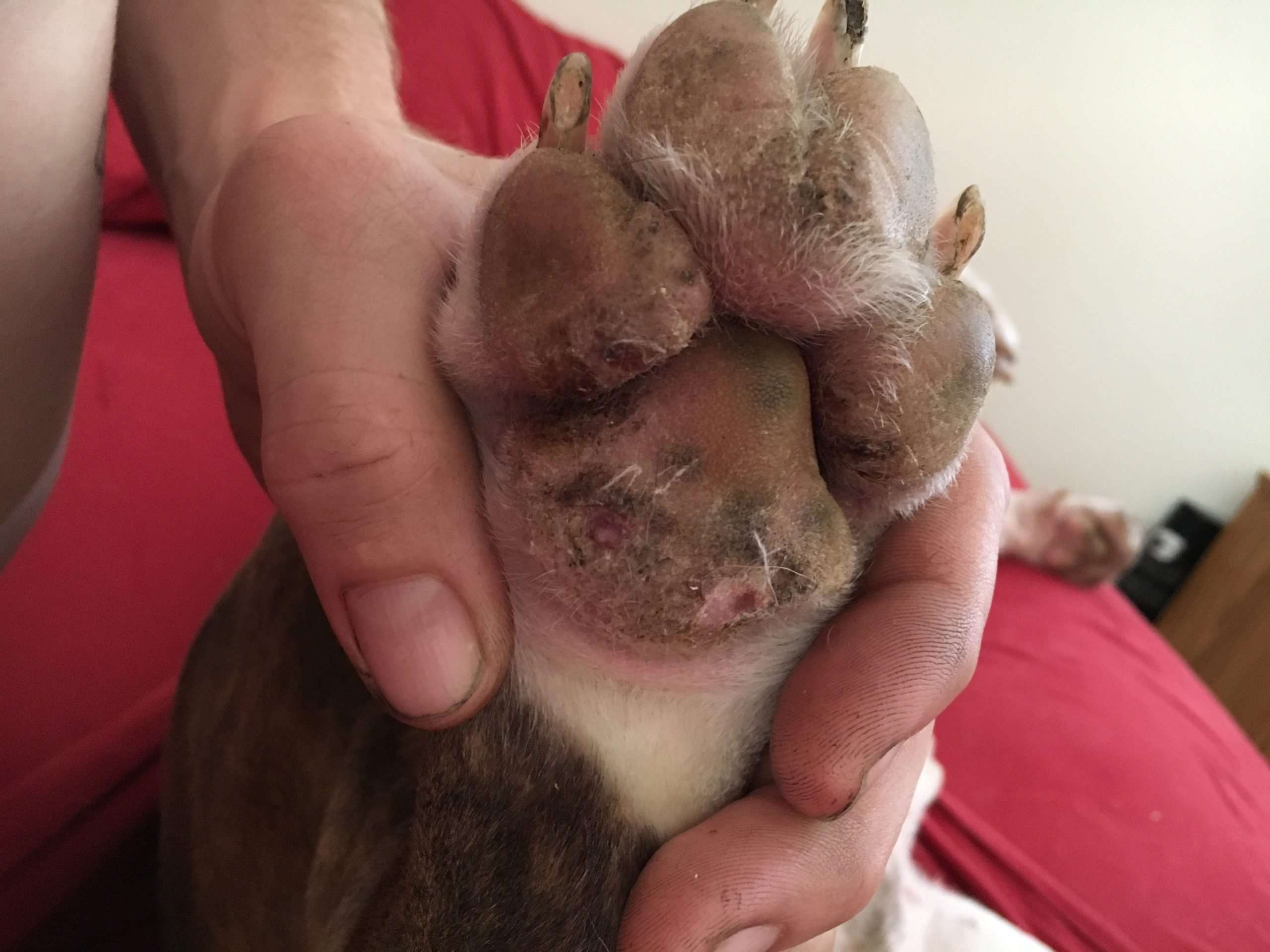 My dog has what looks like ringworm or some form of ...