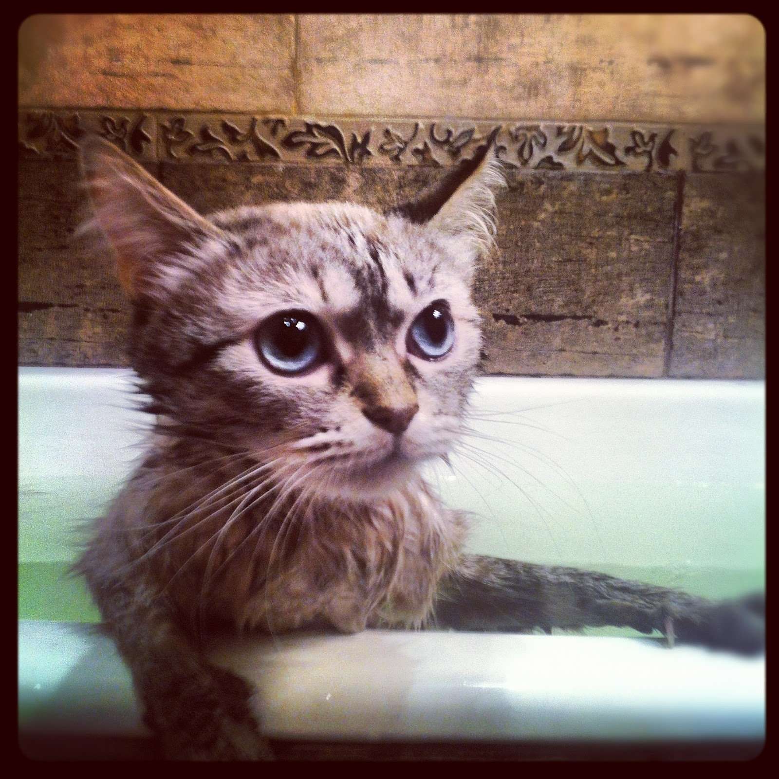 My life and other travels: A Cat in a Bath.