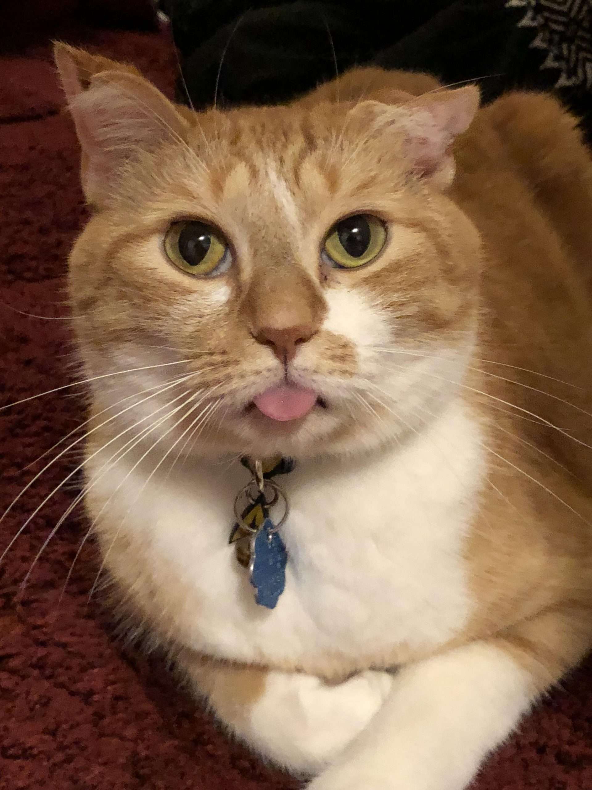 My little buddy Milo, had his tongue stuck out for a good ...