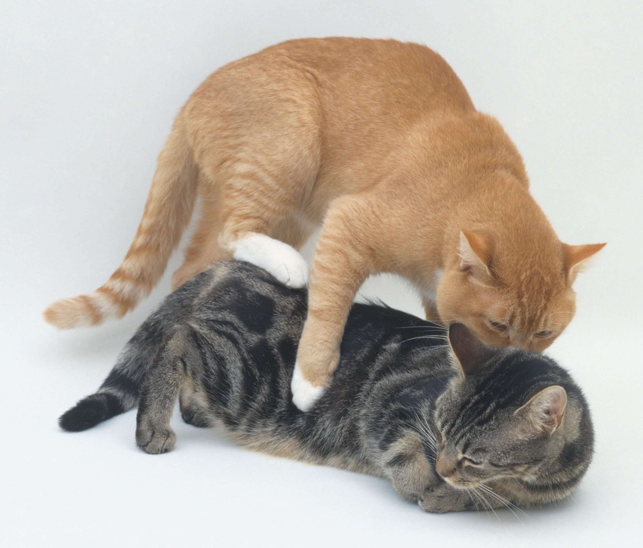 Neutered Cat Sex and Humping Behavior