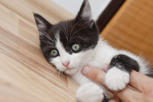 New Cat Owner Guide: 9 Steps for Taking Care of Your Kitten