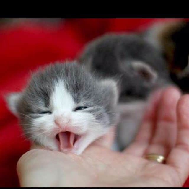 Newborn Baby Kittens Meowing