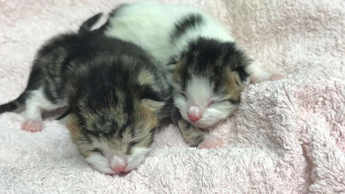 Newborn kittens dumped in a plastic bag and left to die ...