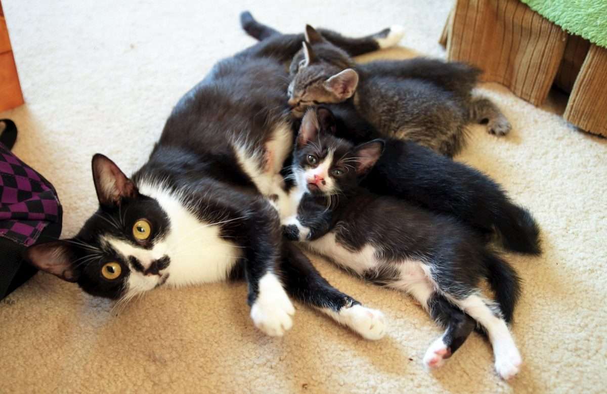 Newborn Kittens For Sale In Des Moines Iowa