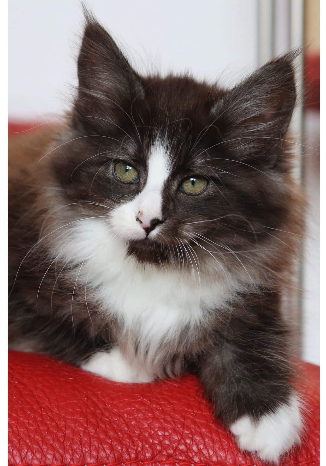 Norwegian Forest Cat Kittens For Sale Canada