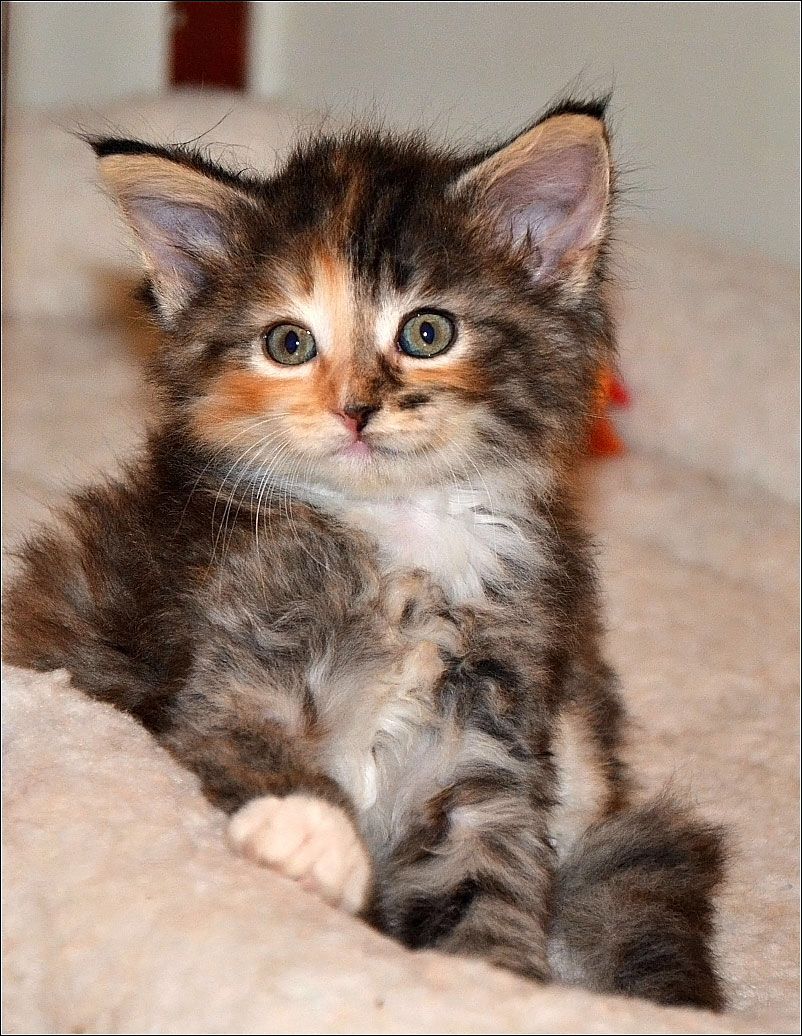 Norwegian Forest Cat Kittens For Sale In Pa