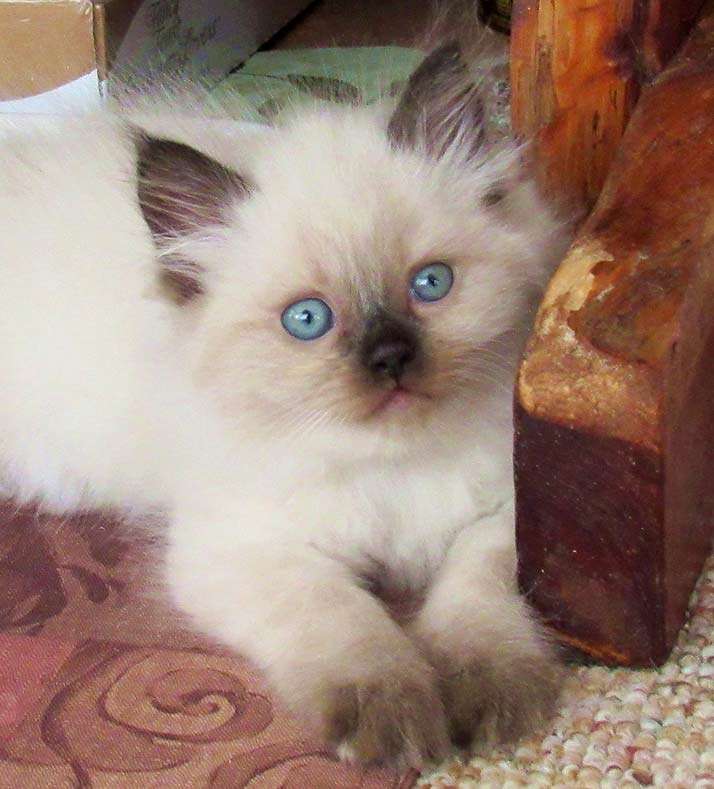 One of our kittens at six weeks