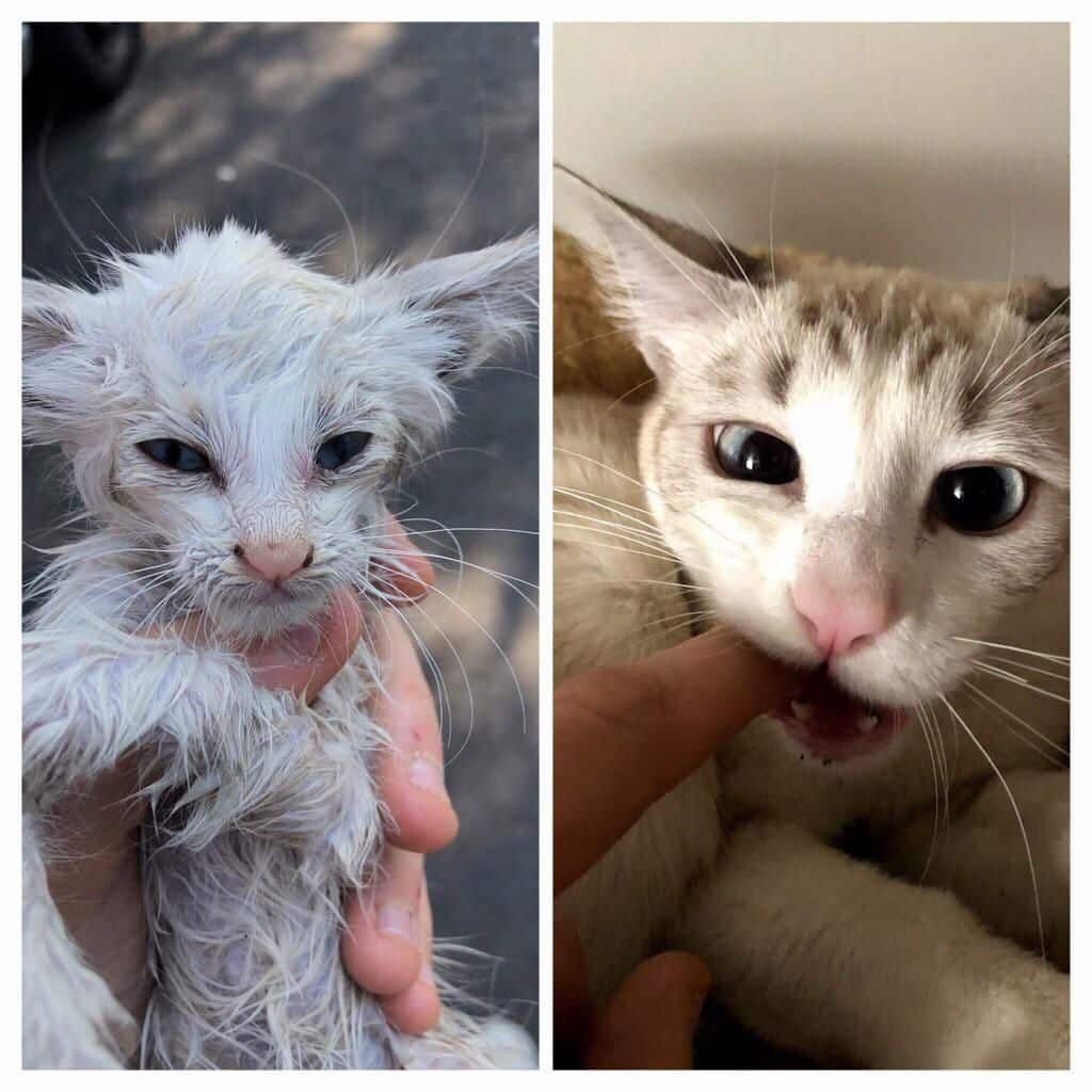 One year ago when i rescued her and now showing gratitude.