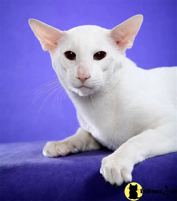 Oriental Kitten for Sale: Oriental Shorthair Kittens for Sale 12 Yrs ...