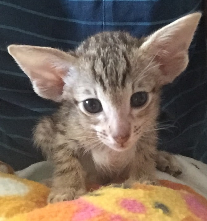Oriental Shorthair Cats For Sale Or Adoption