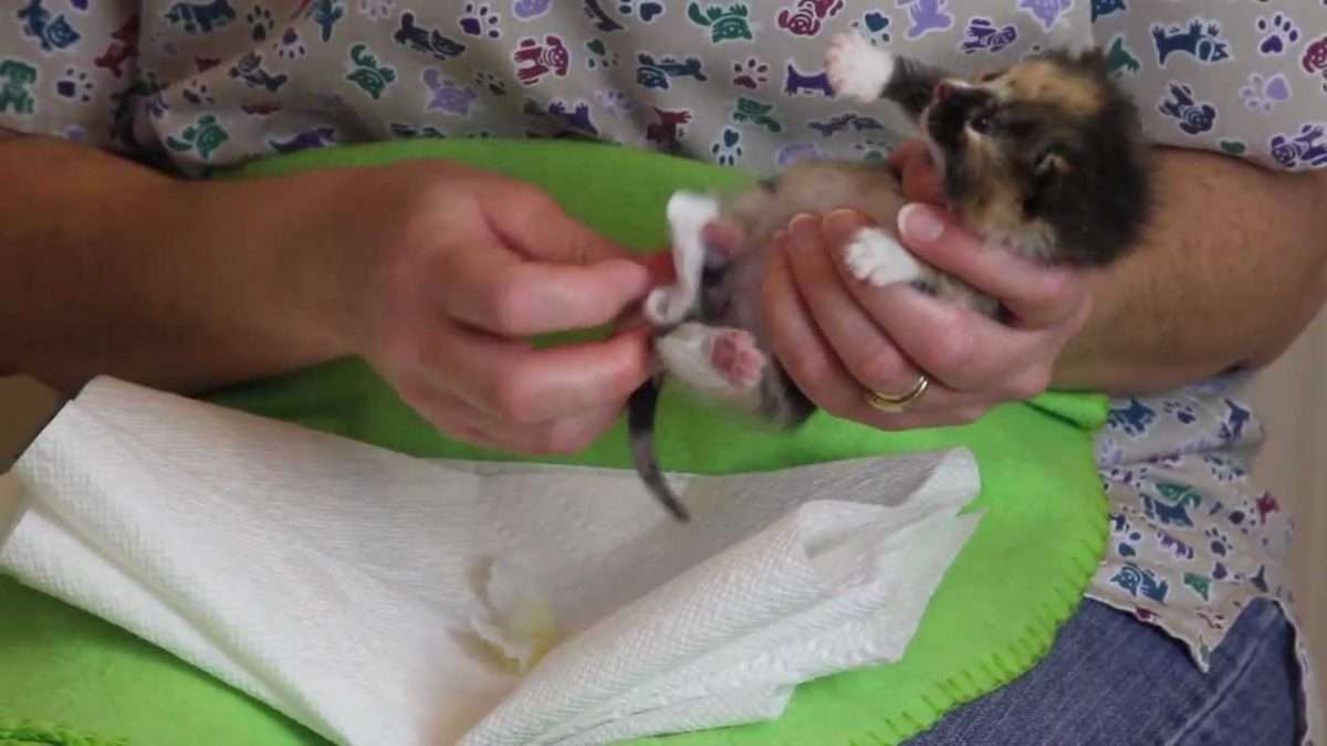 Orphaned Kitten Care: How to Videos