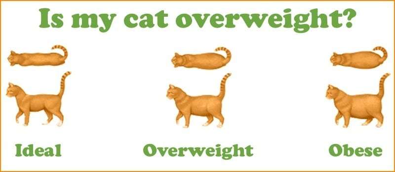 Overweight Cats, The Shocking Truth