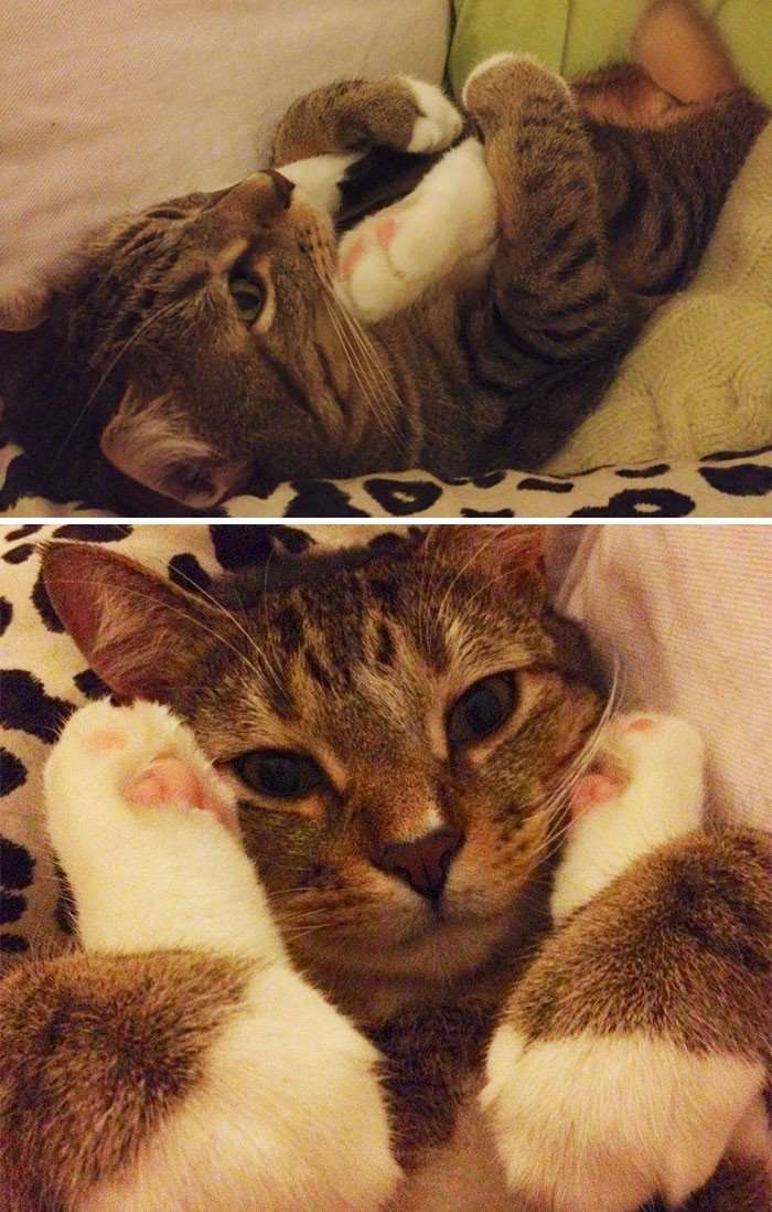 People Are Sharing Bizarre Photos Of Their Cats And They ...