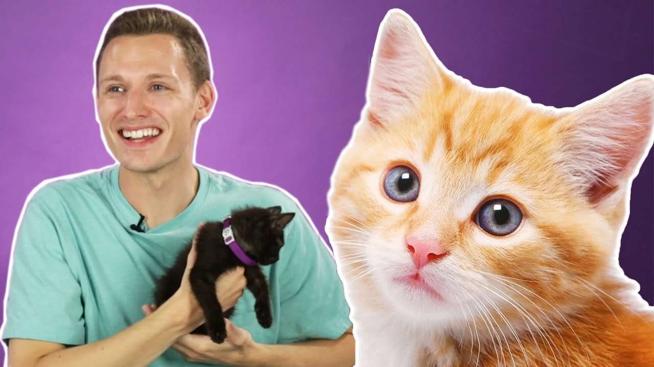 People Hold Kittens For The First Time