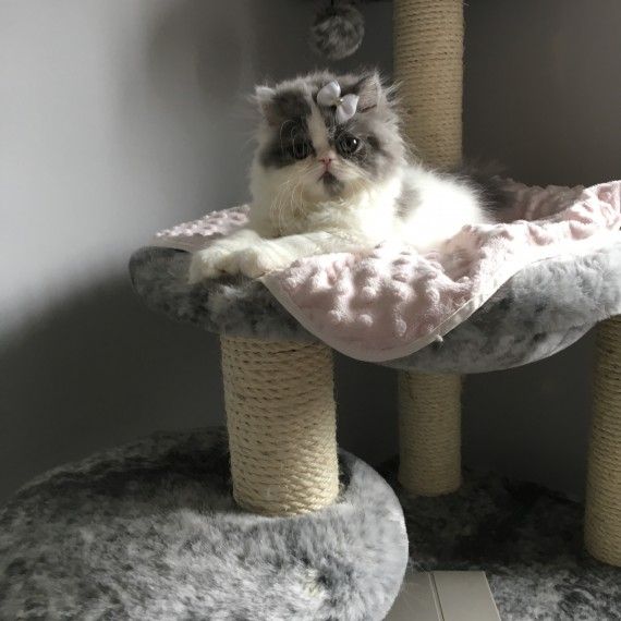 Persian Cats For Sale