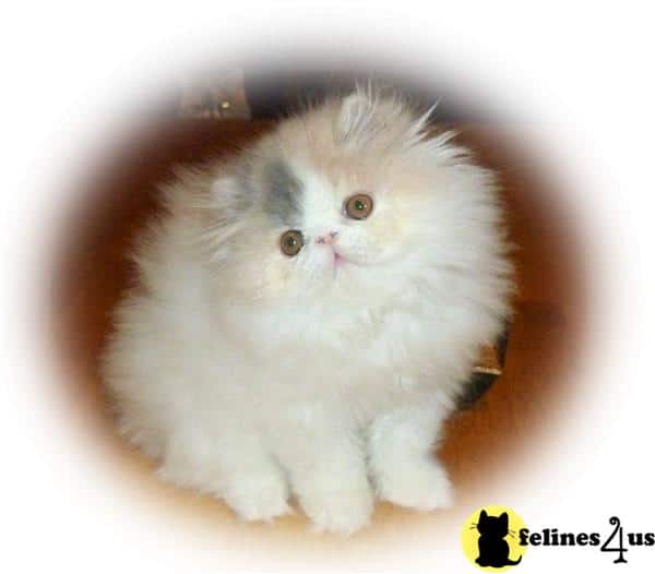 Persian Kitten for Sale: Gorgeous Dilute Calico Van Persian Kitten ...