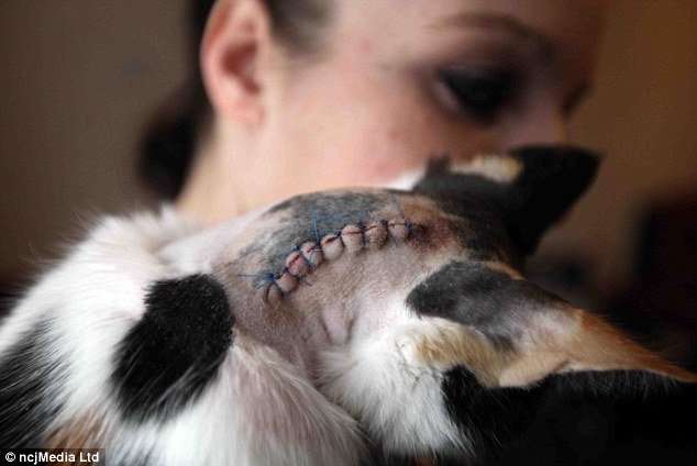 Pet cat paralysed and left with eight stitches after ...
