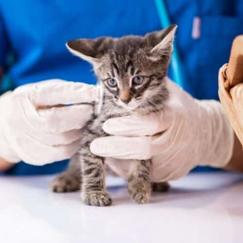 Pet Vaccinations in Reno, NV Fairgrounds Animal Hospital