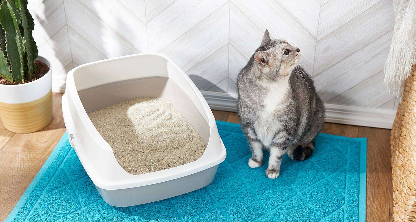 PetMd: Cat Poops On Floor At Night