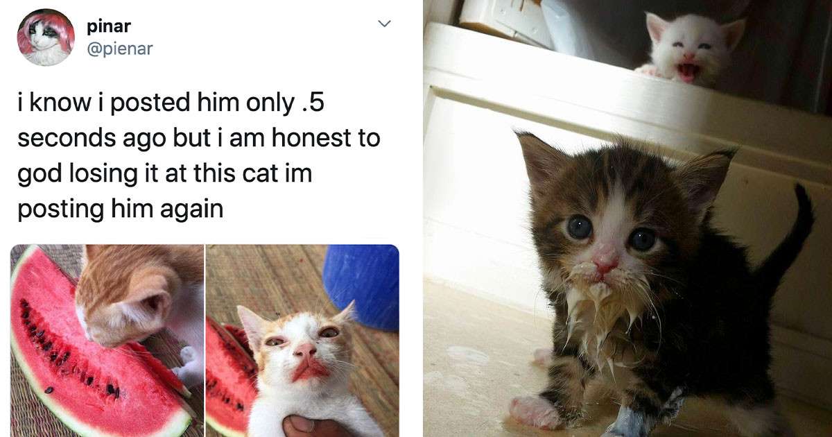 Pictures Of Cats Making A Mess While Eating Will Make You ...