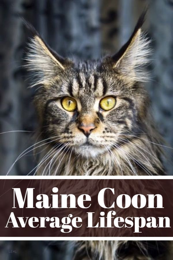 Pin on Maine Coon Cat
