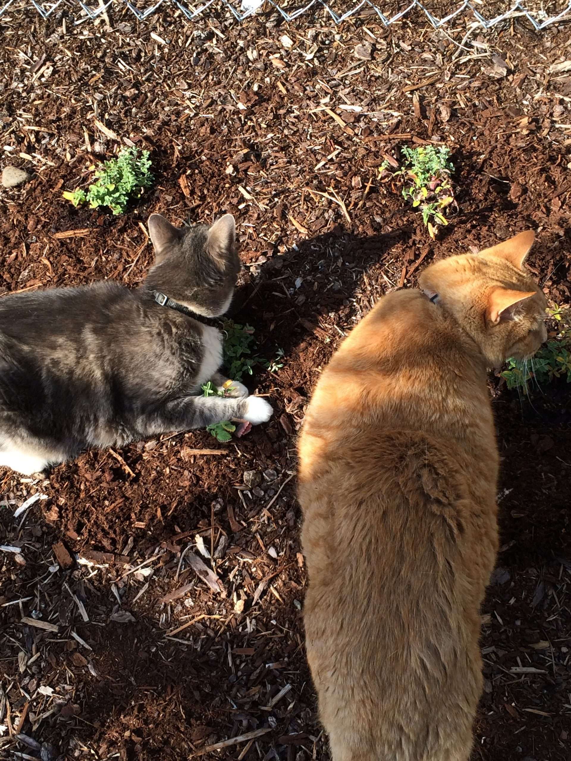 Plant catnip up in the back of your flower beds to keep ...