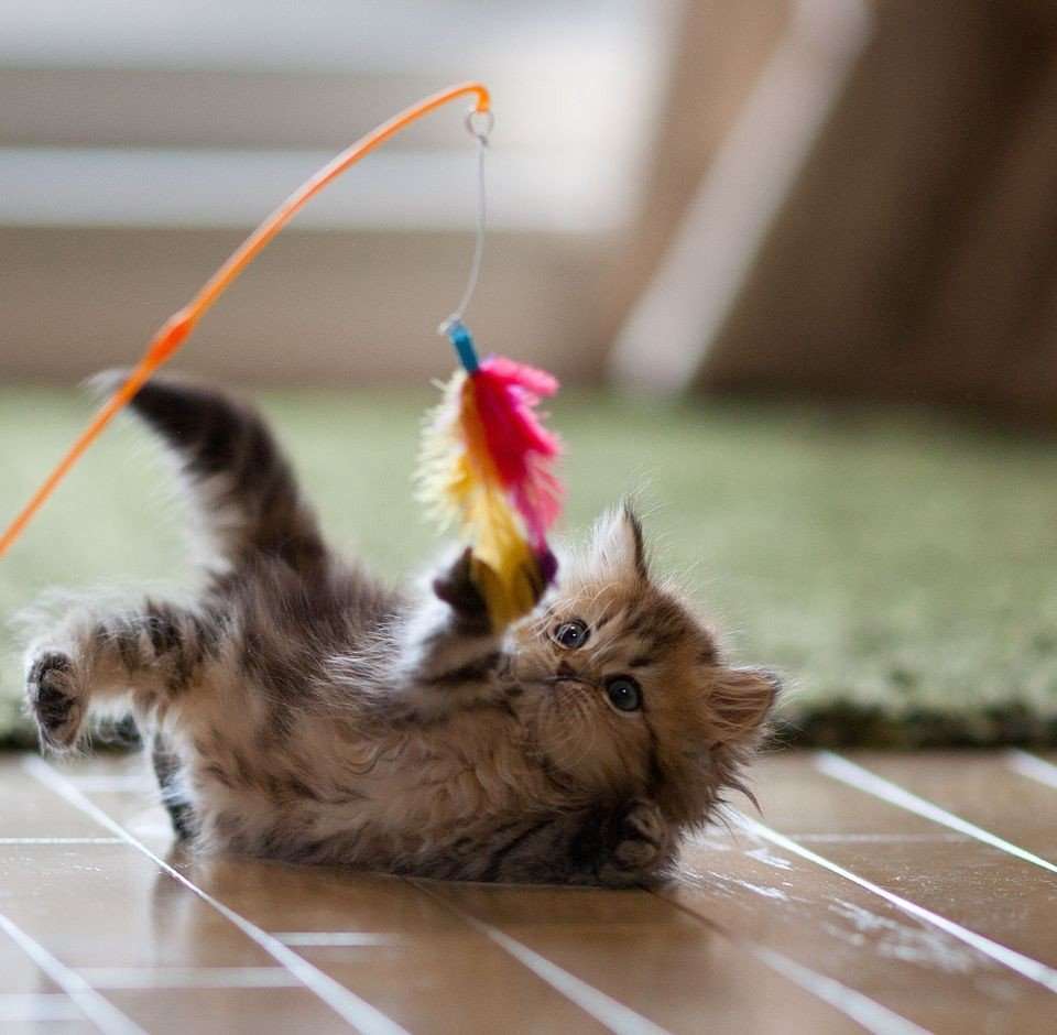 Playtime 101  How To Play With Your Cat!  Relax My Cat ...