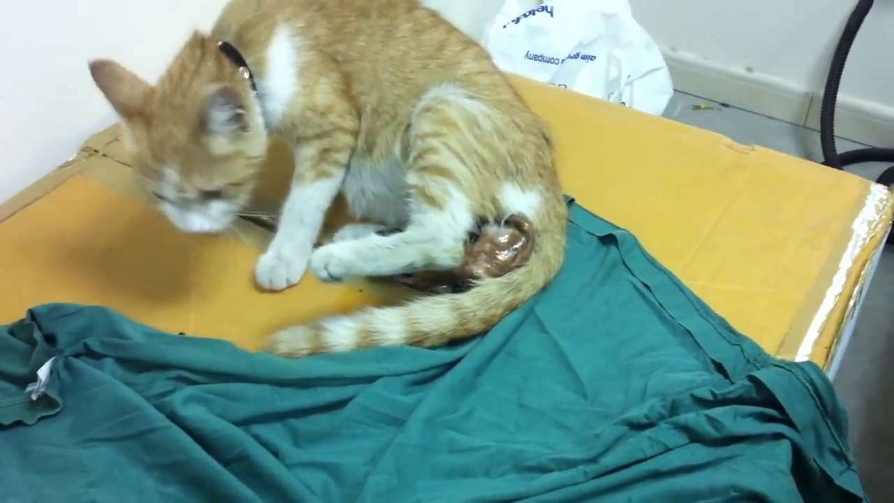 Pregnant Cat Give Birth