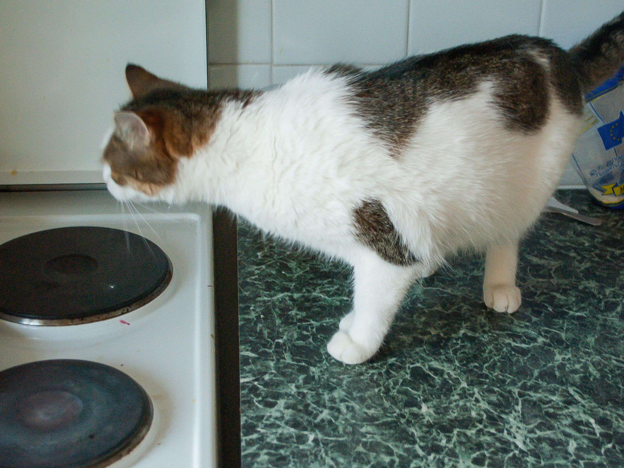 Prevent Cats from Jumping on Counters